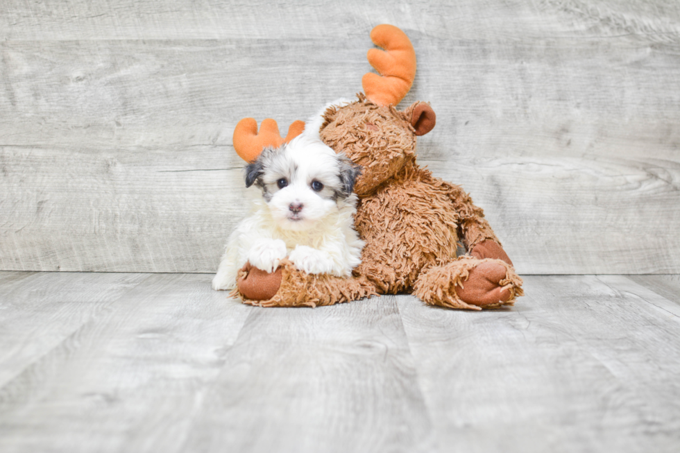 Funny Havanese Purebred Pup