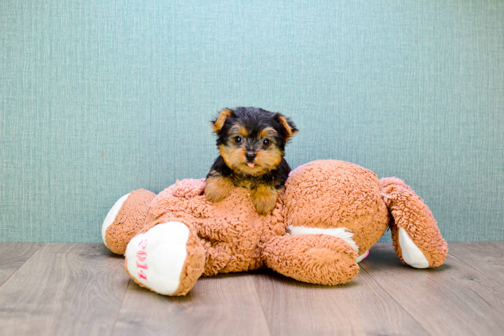 Meet Izzie - our Yorkshire Terrier Puppy Photo 