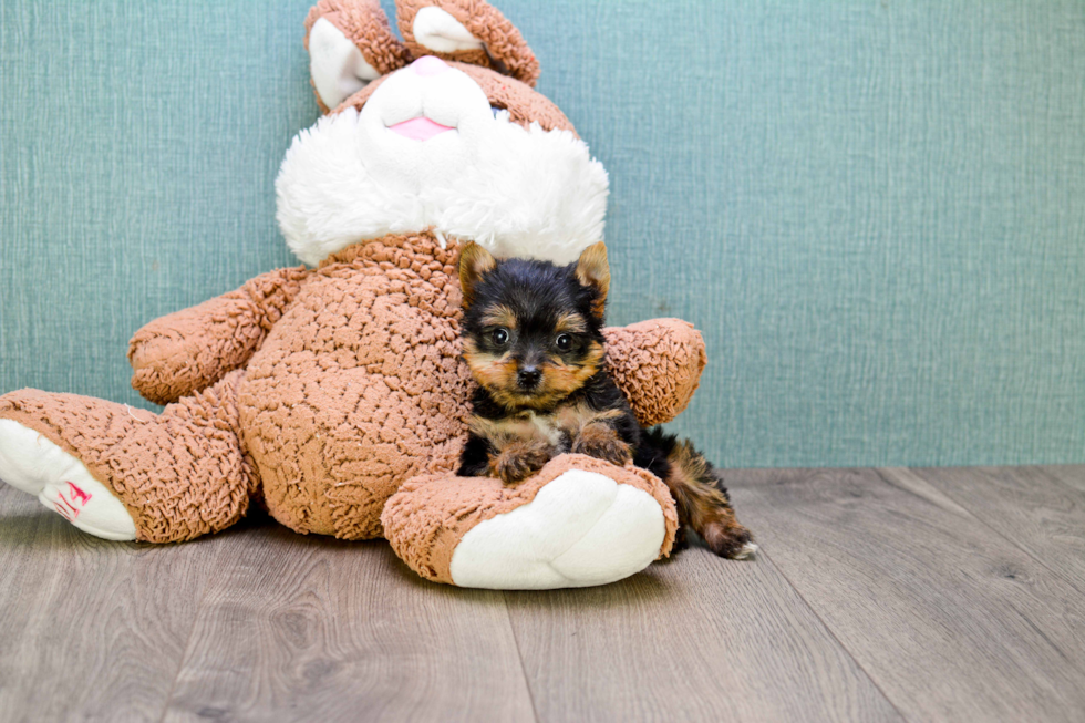 Meet Tinkerbell - our Yorkshire Terrier Puppy Photo 