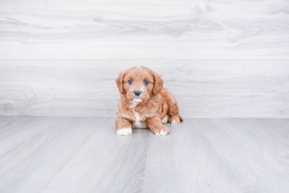 Cavapoo Pup Being Cute