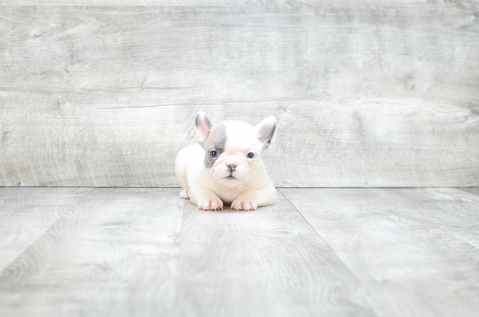 Best French Bulldog Baby