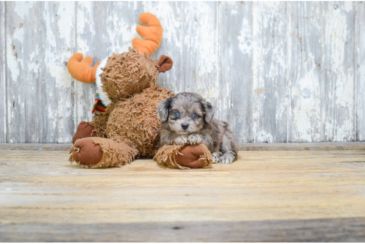 Mini Aussiedoodle Pup Being Cute