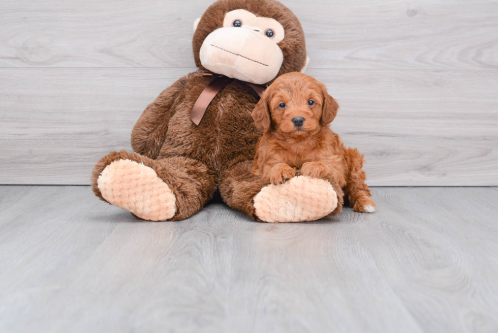 Mini Goldendoodle Puppy for Adoption