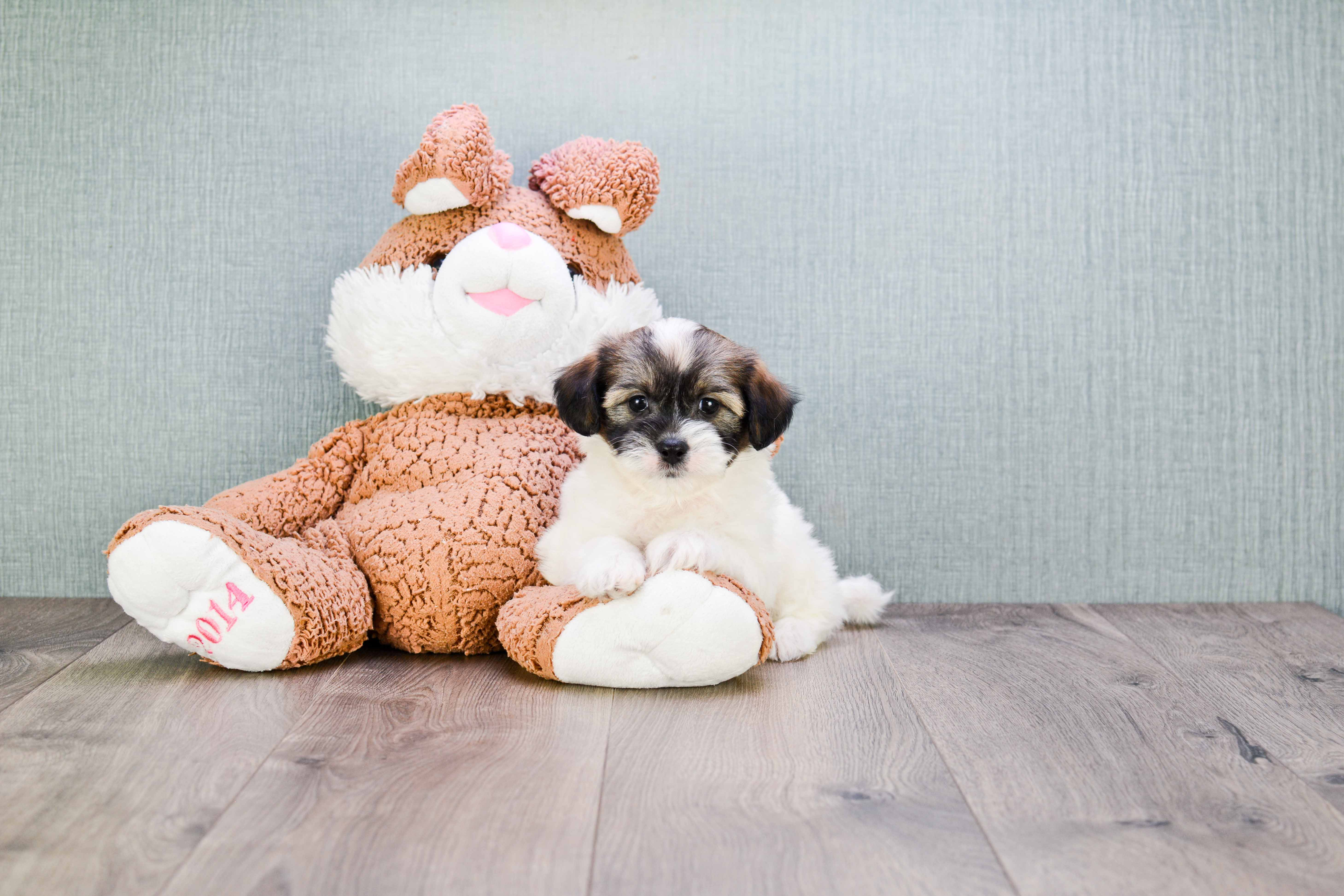 Playful Shi Chon Designer Puppy