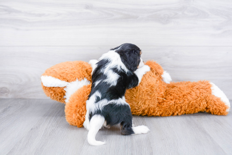 Sweet Cavalier King Charles Spaniel Purebred Puppy