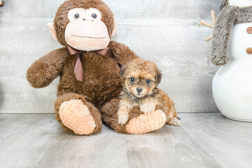 Havanese Puppy for Adoption