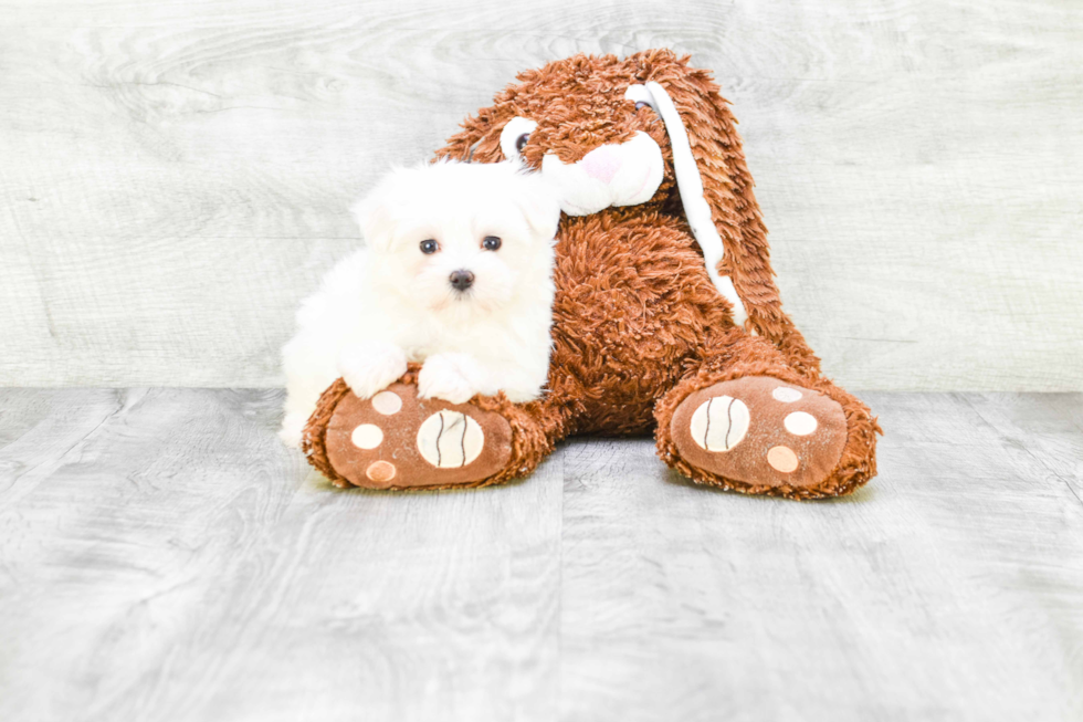 Cute Maltese Purebred Puppy