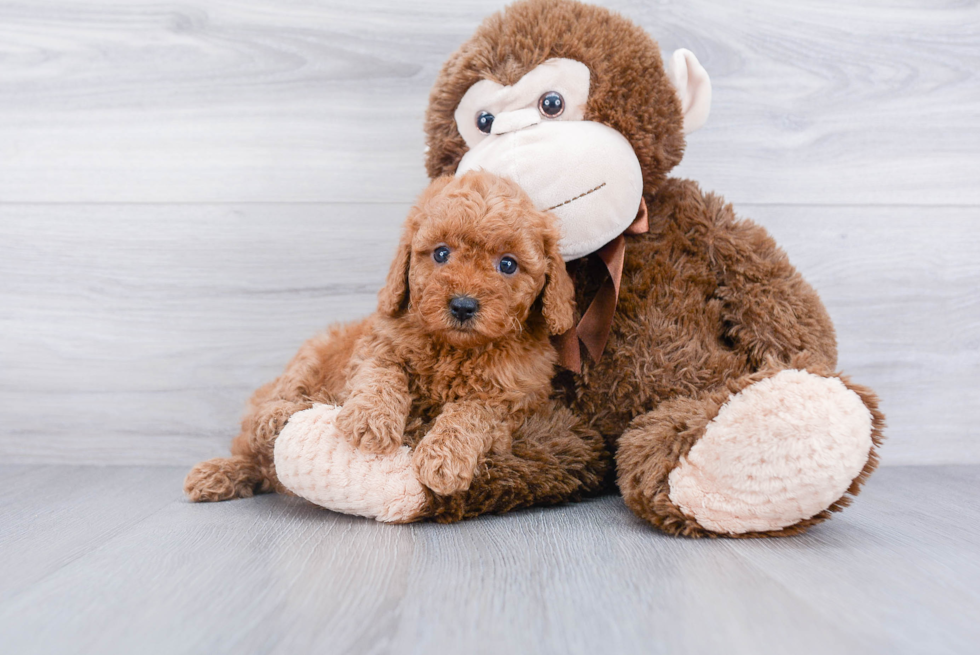 Happy Mini Goldendoodle Baby