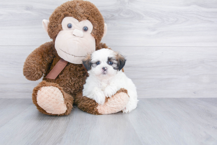 Little Shi Chon Designer Puppy