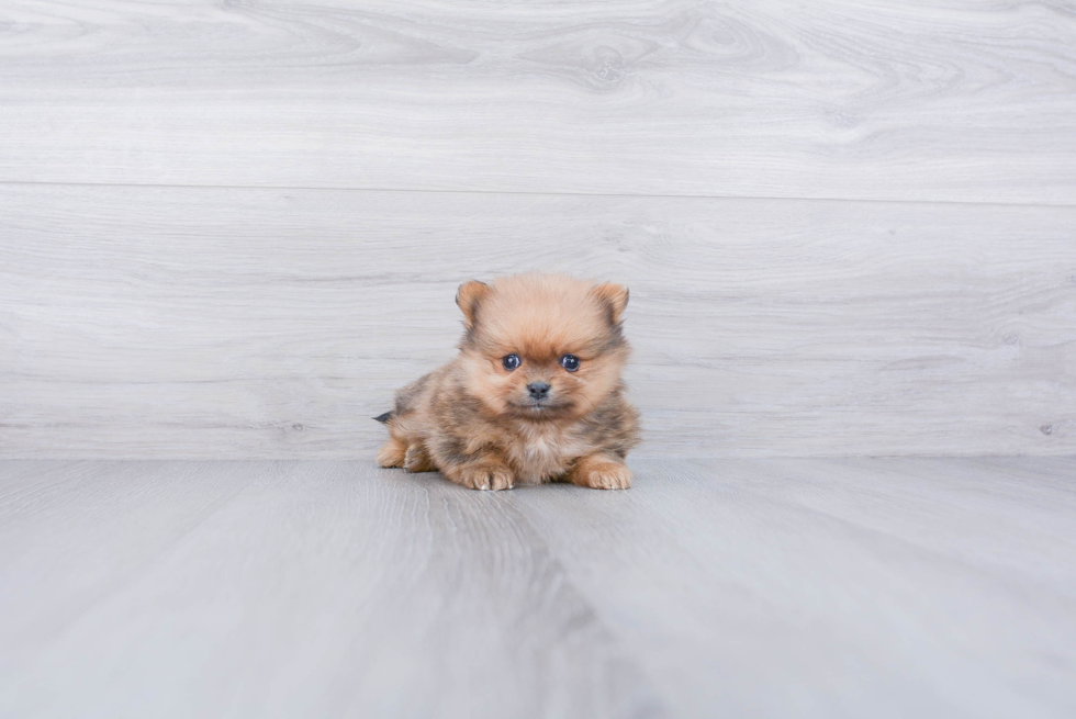 Pomeranian Puppy for Adoption