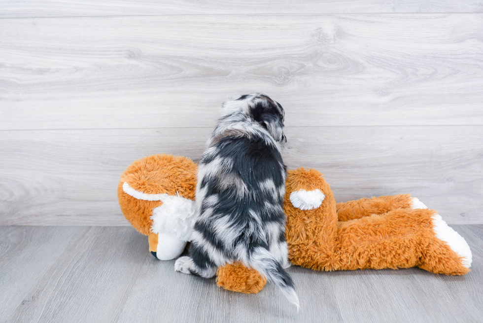 Best Mini Aussiedoodle Baby