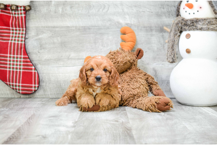 Hypoallergenic Cavoodle Poodle Mix Puppy