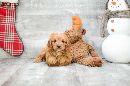 Hypoallergenic Cavoodle Poodle Mix Puppy