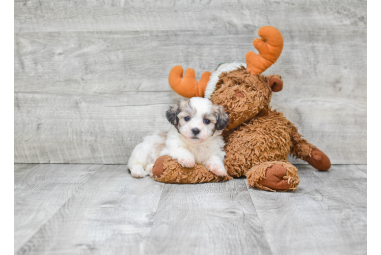 Friendly Teddy Bear Baby