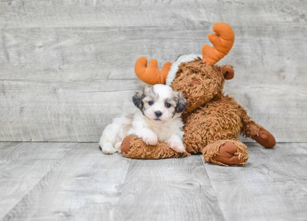 Friendly Teddy Bear Baby