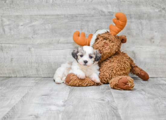 Friendly Teddy Bear Baby