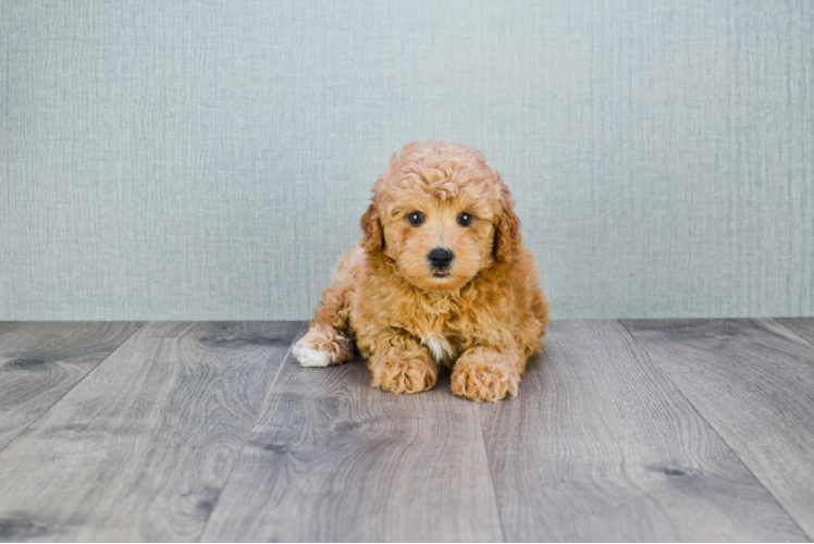 Cavapoo Pup Being Cute