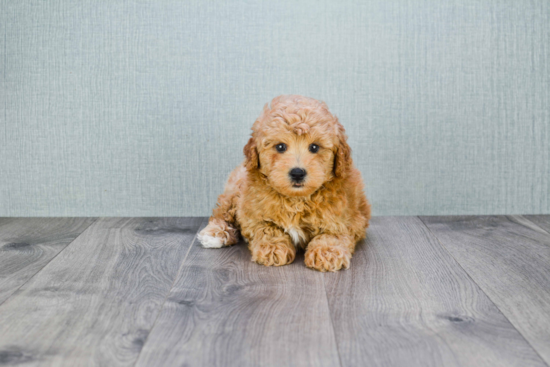 Cavapoo Pup Being Cute