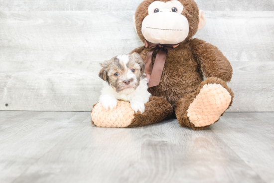 Energetic Havanese Purebred Puppy