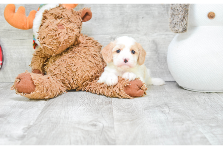 Happy Cavachon Baby