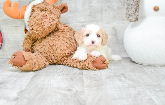 Happy Cavachon Baby