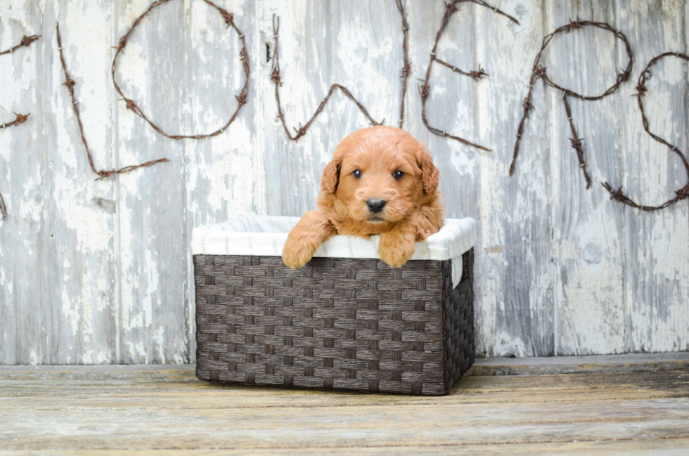 Small Mini Goldendoodle Baby