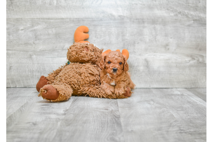 Petite Cavapoo Poodle Mix Pup