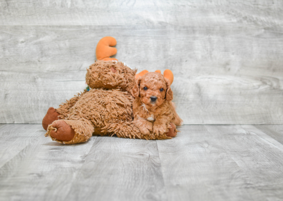 Petite Cavapoo Poodle Mix Pup