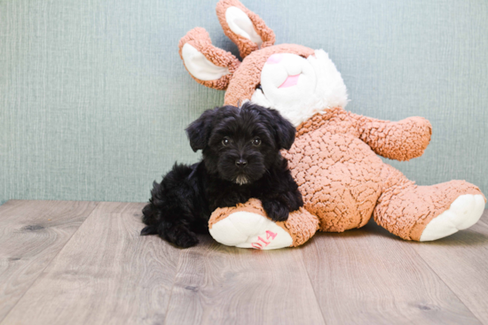 Yorkie Poo Pup Being Cute