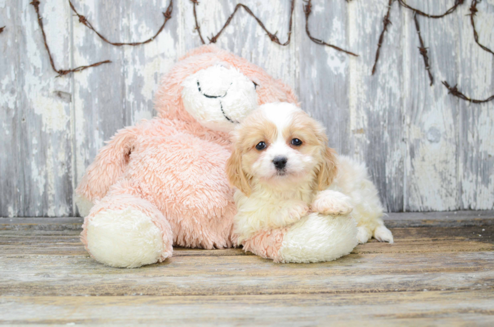 Fluffy Cavachon Designer Pup