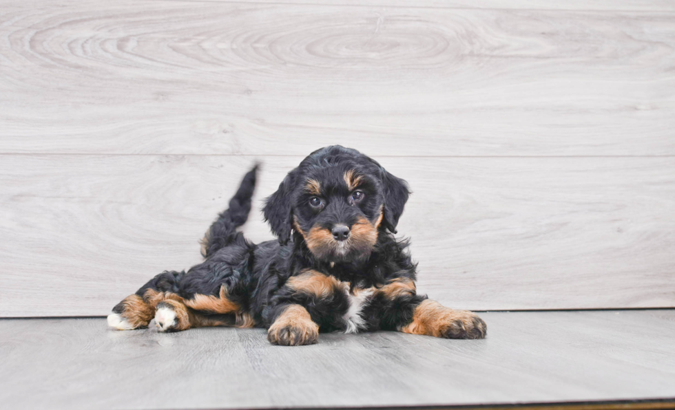 Best Mini Bernedoodle Baby