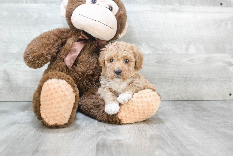 Fluffy Maltipoo Poodle Mix Pup