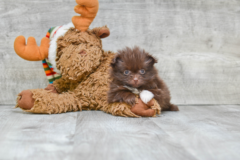 Akc Registered Pomeranian Purebred Pup