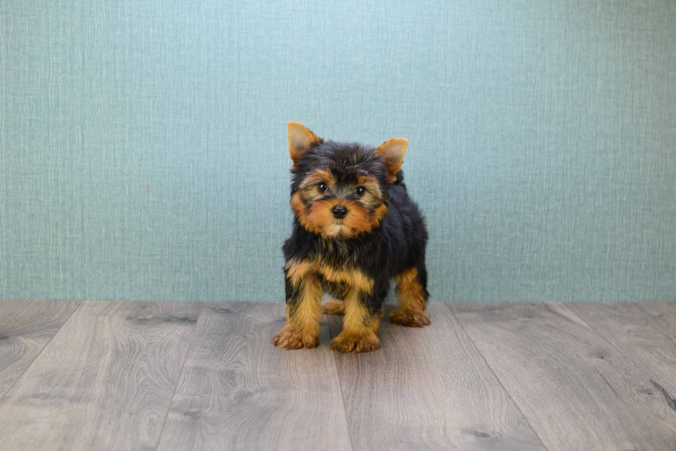 Meet Sebastian - our Yorkshire Terrier Puppy Photo 