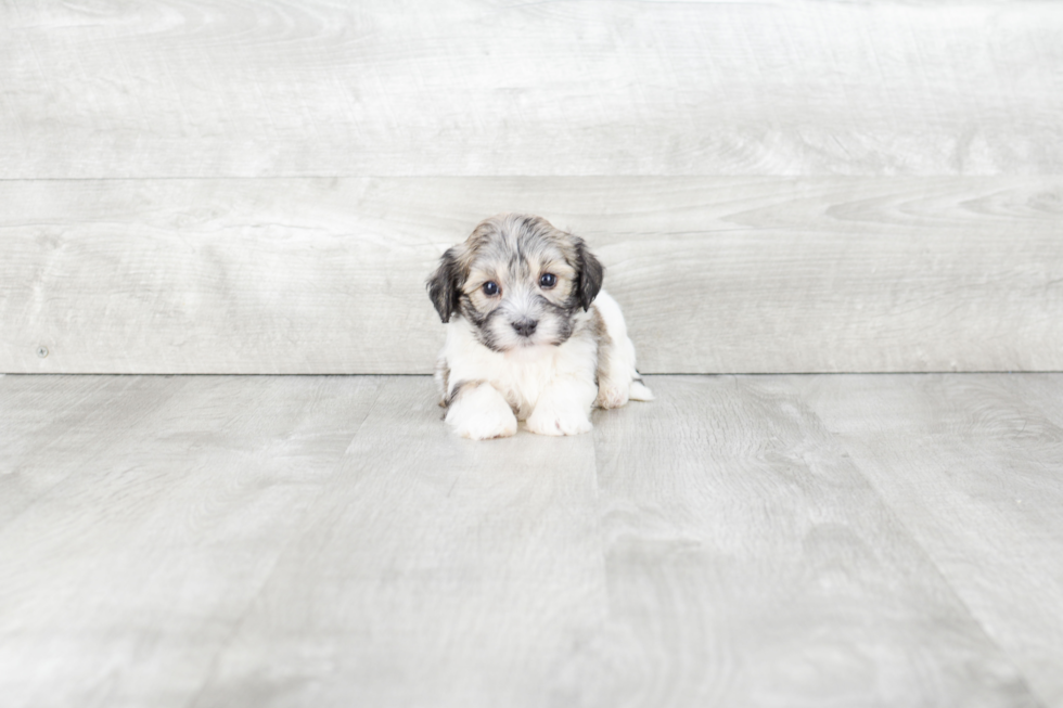 Sweet Havanese Purebred Puppy