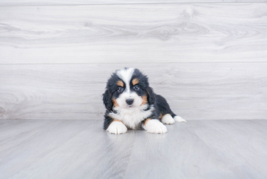 Best Mini Bernedoodle Baby