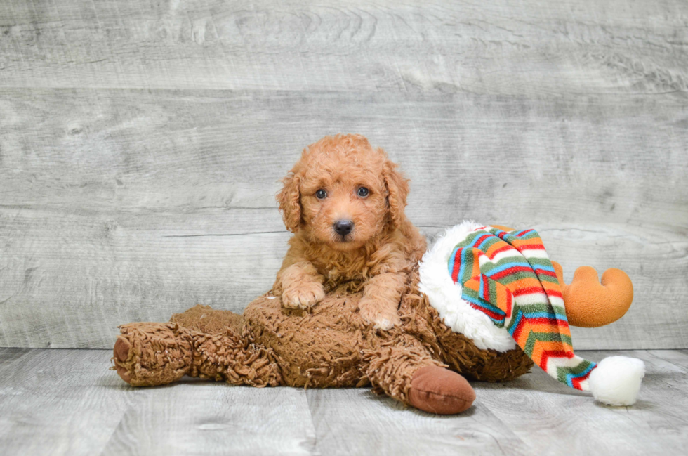 Fluffy Mini Goldendoodle Poodle Mix Pup