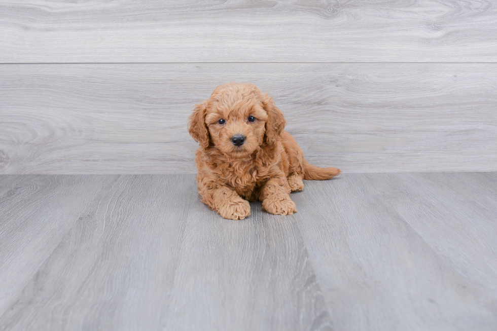 Energetic Golden Retriever Poodle Mix Puppy