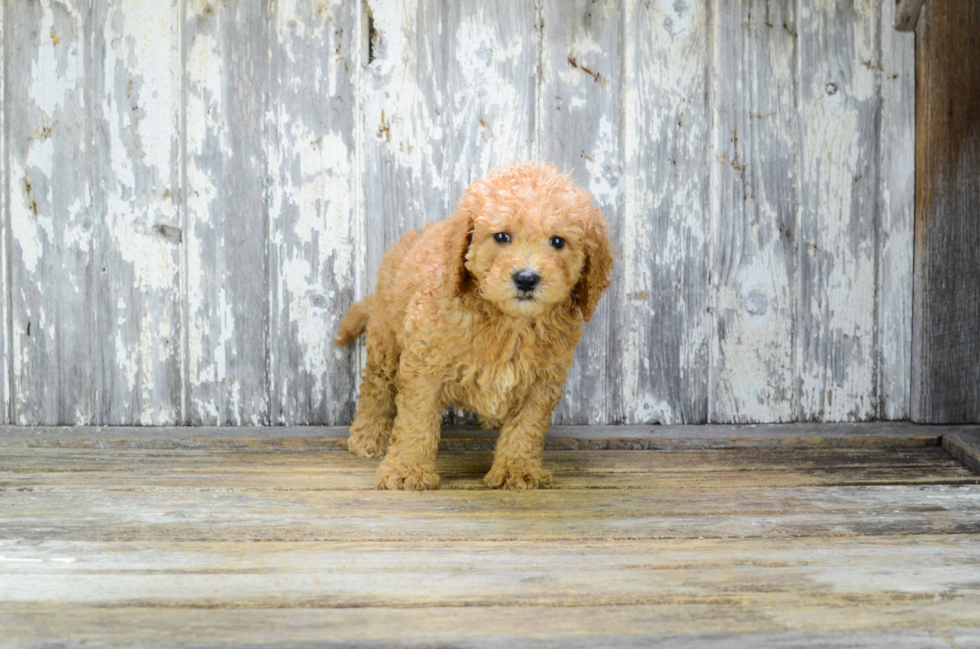 Mini Goldendoodle Puppy for Adoption