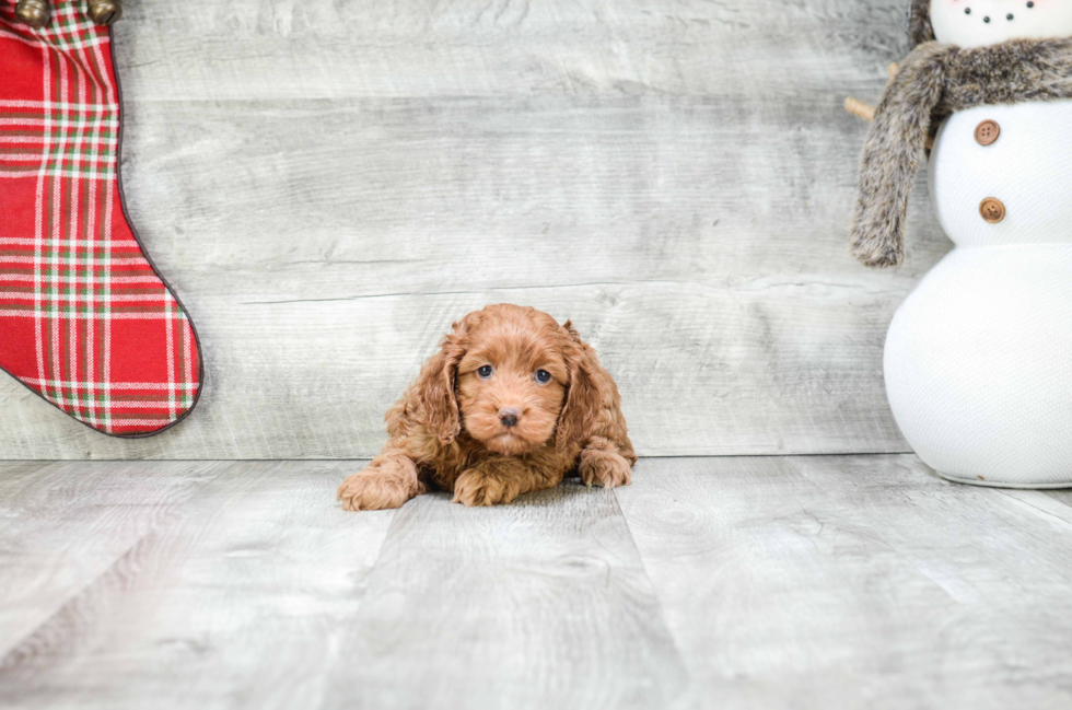 Sweet Cockapoo Baby