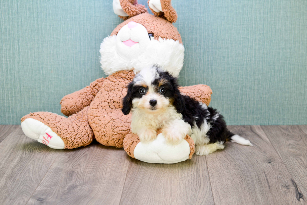 Best Cavachon Baby