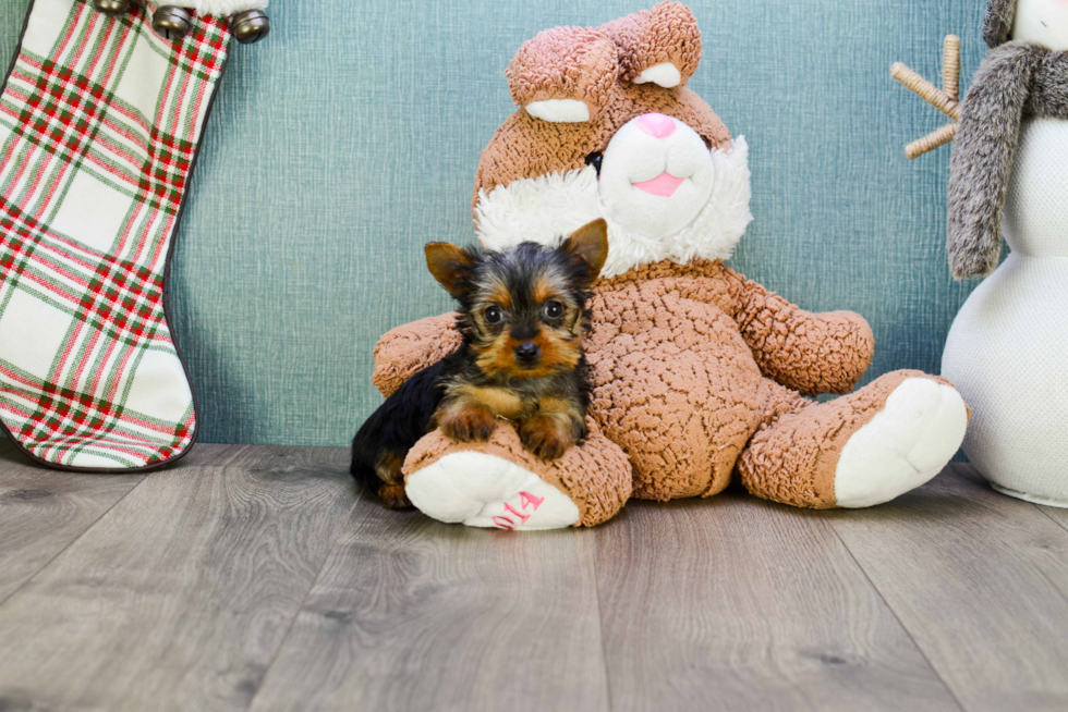 Meet Joey - our Yorkshire Terrier Puppy Photo 