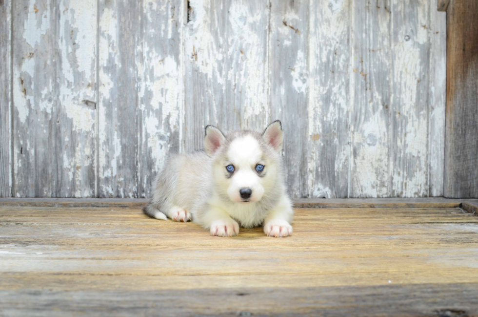 Best Pomsky Baby