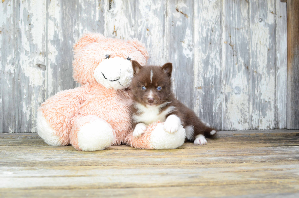 Pomsky Puppy for Adoption