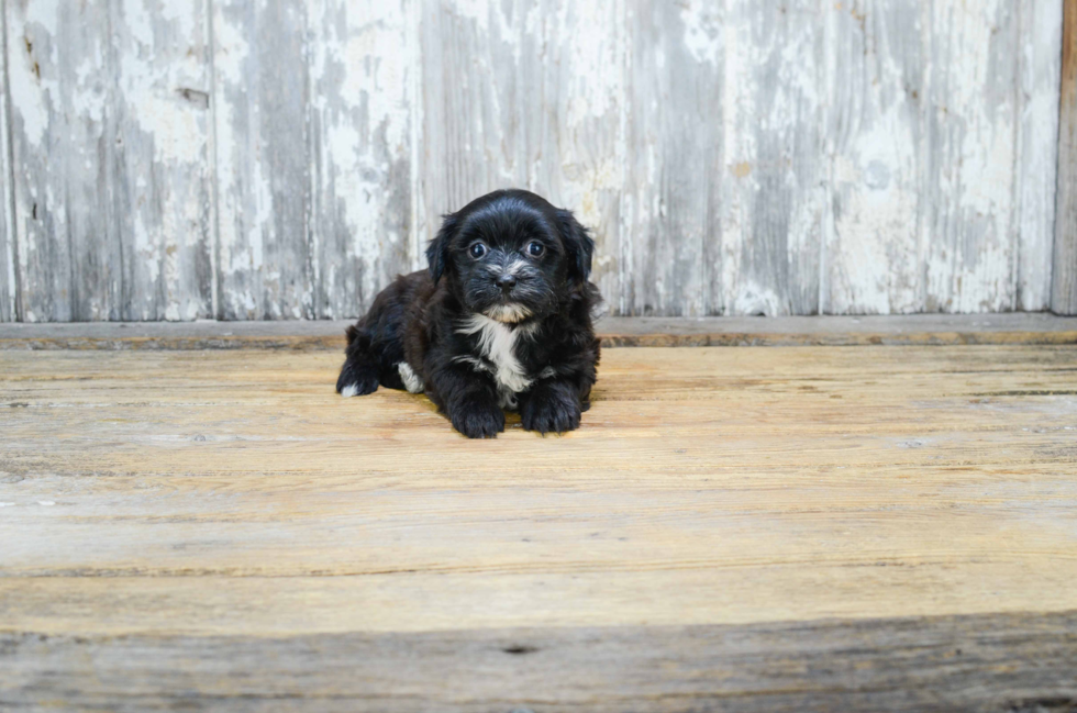 Morkie Pup Being Cute