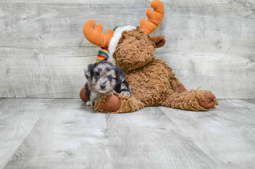 Sweet Mini Aussiedoodle Baby