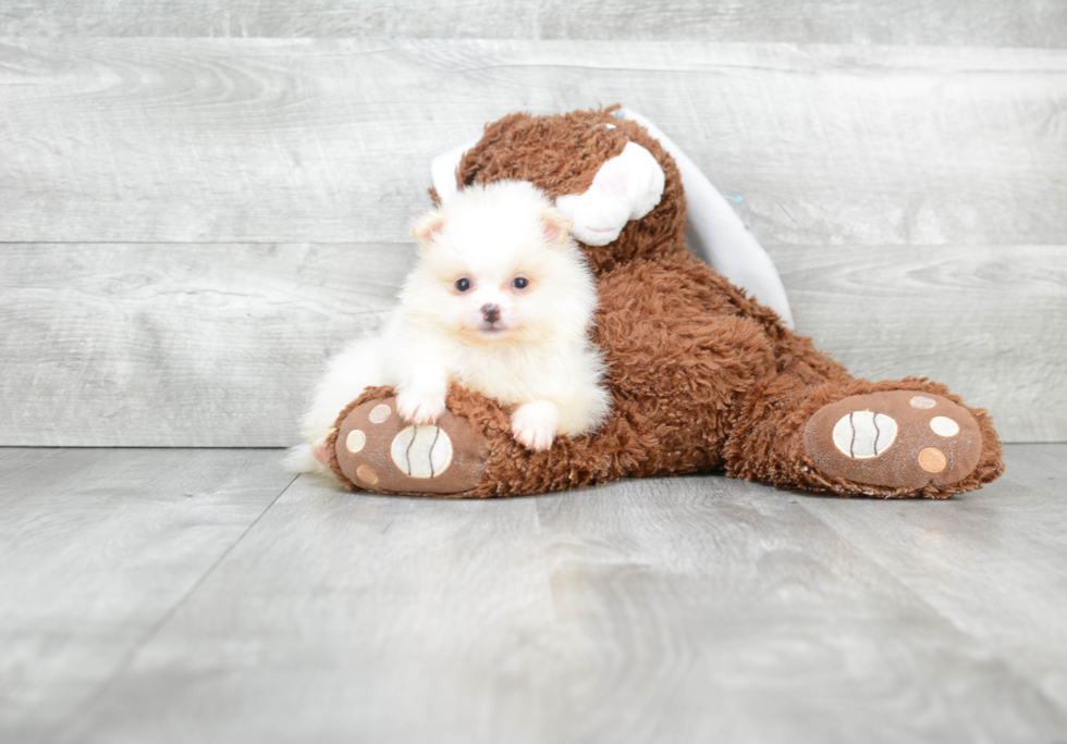 Friendly Pomeranian Purebred Pup