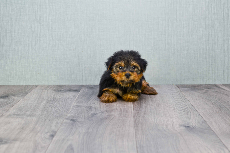 Meet Shania - our Yorkshire Terrier Puppy Photo 