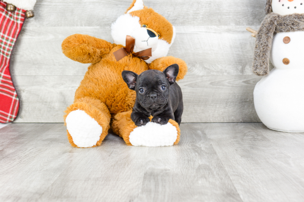 Cute Frenchie Purebred Puppy