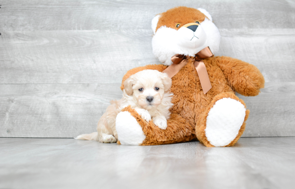 Happy Maltipoo Baby